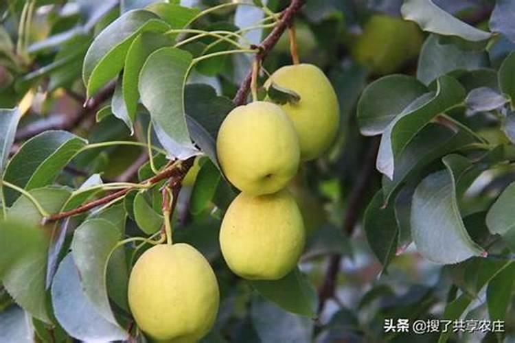 如何在梨树花前施肥？