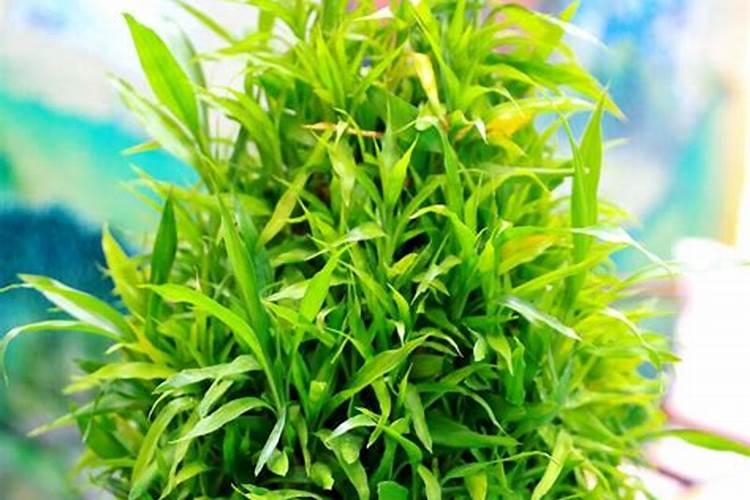 如何让富贵竹快速长高