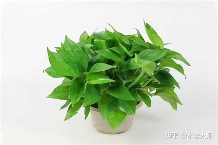 绿萝施肥多了怎么办？