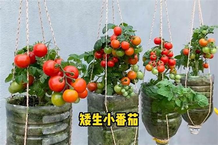 矮生番茄怎么在阳台上种植