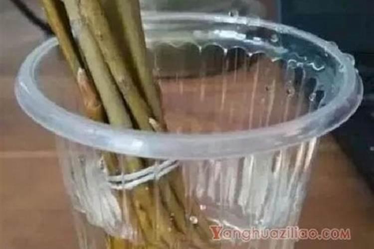 植物生根粉怎么使用？