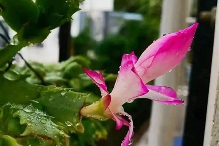 芝麻播种的最佳时节是什么时候？