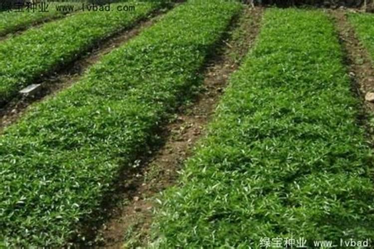 冬季花椒树施肥方法冬季花椒树怎么施肥
