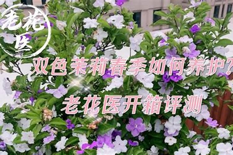 双色茉莉怎么施肥