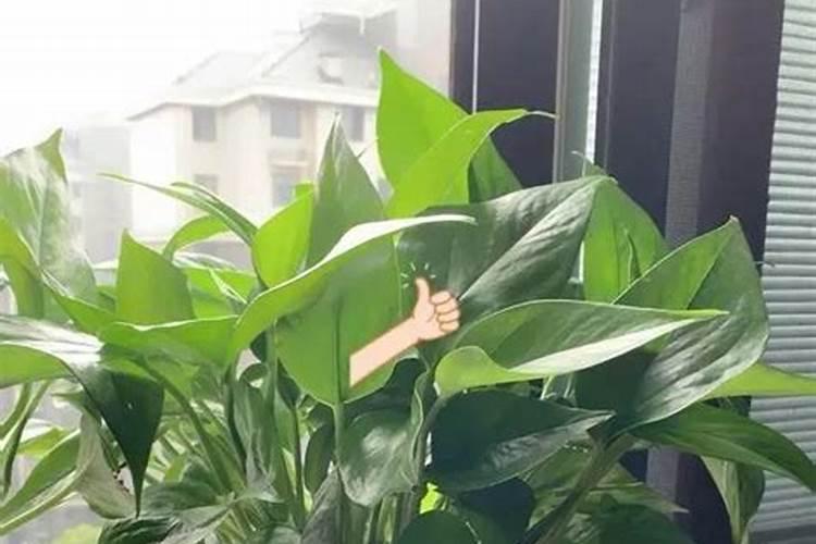 夏天想让沙漠玫瑰多开花要怎么养护