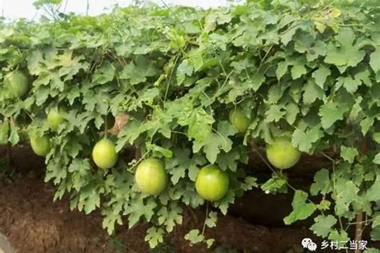 云豆生菜黄瓜韭菜苦菊南瓜 蔬菜施牛,马粪肥可以吗？