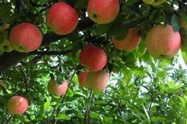 苹果树6月份施什么肥
