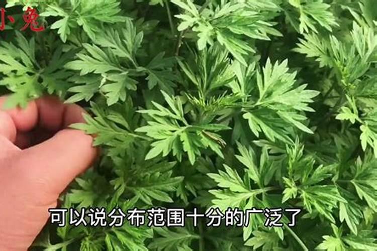 艾草上什么肥料？