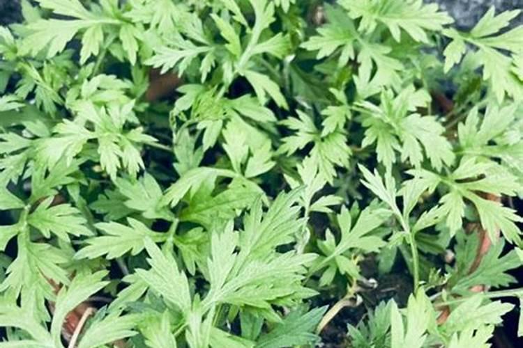 中药材秋季用什么肥料