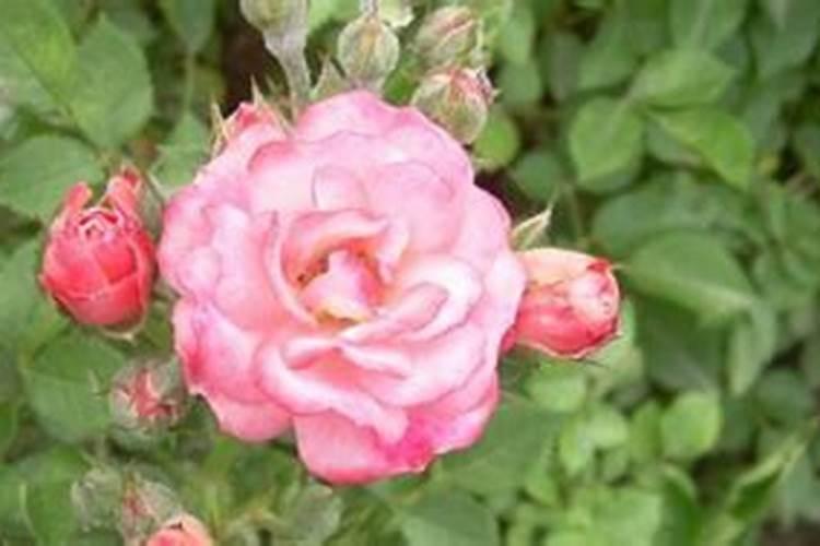 玫瑰花的种植方法和注意事项？