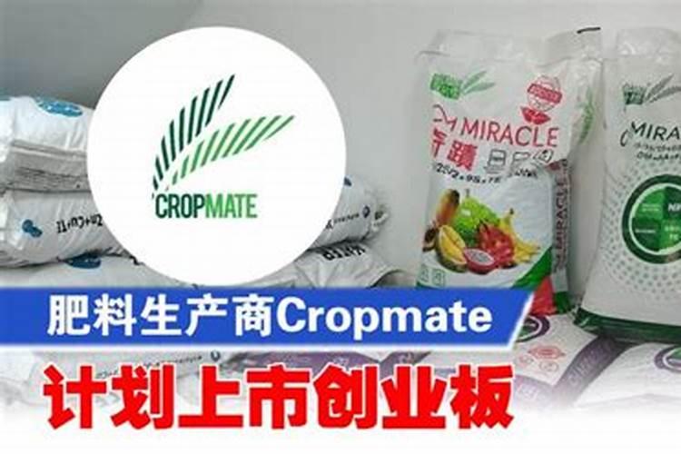 玉米十大龙头股排名