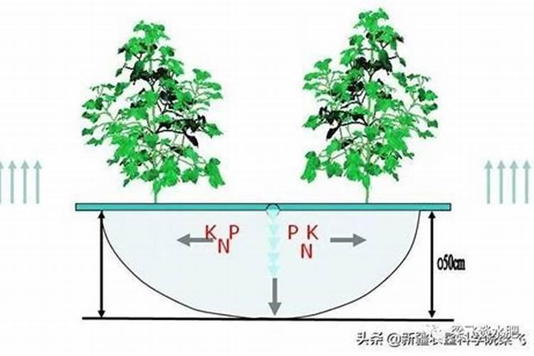 高氮肥适合哪些花卉