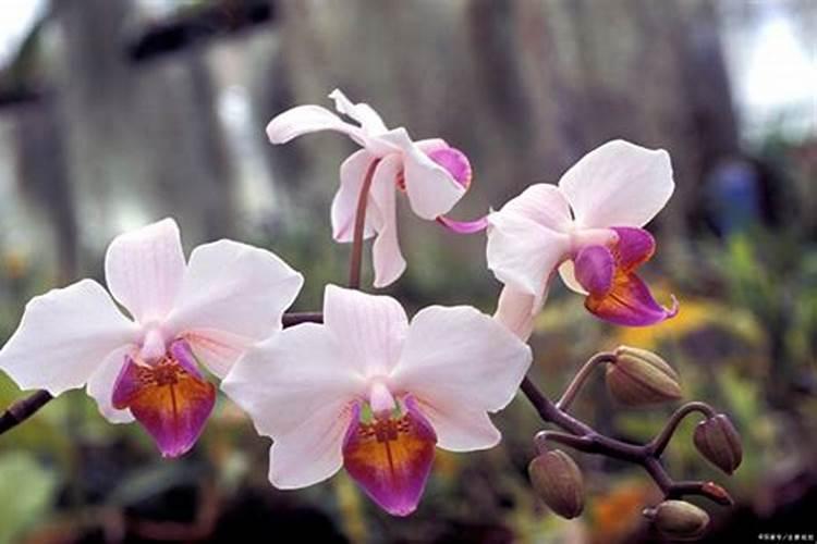 蝴蝶兰用什么肥磷钾肥可促进花芽形成