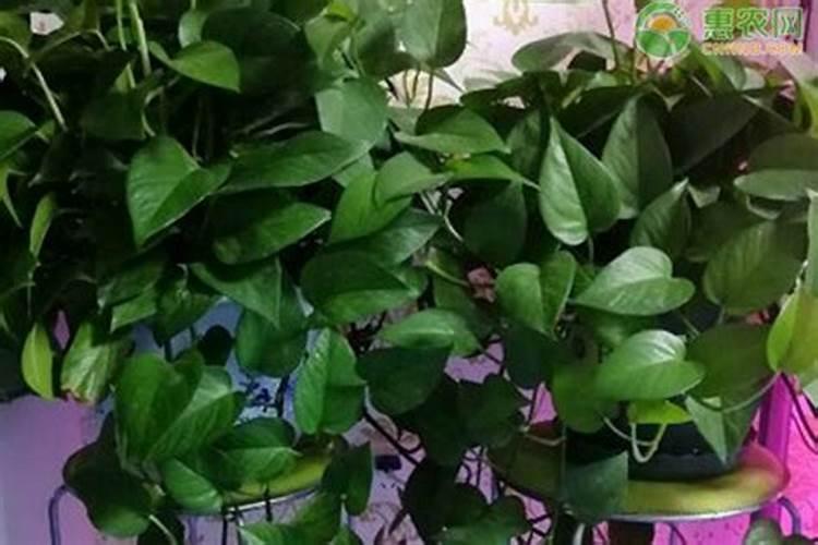绿萝施什么肥料长得好
