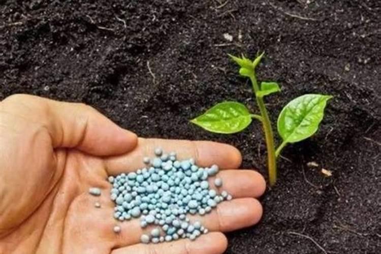 油菜该怎么施磷肥呢？油菜磷肥使用注意事项有哪些？