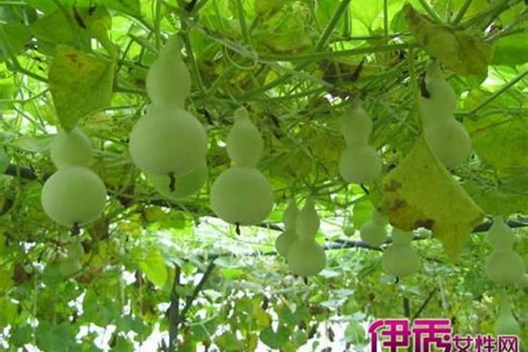 种葫芦用什么肥料好