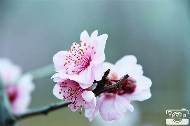 花多多1号是什么肥