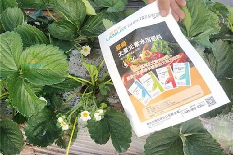 如何施肥能让草莓高产