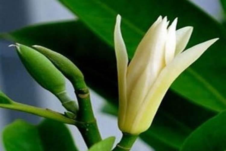 黄果兰花怎么养才长得好 黄果兰花的养殖技巧