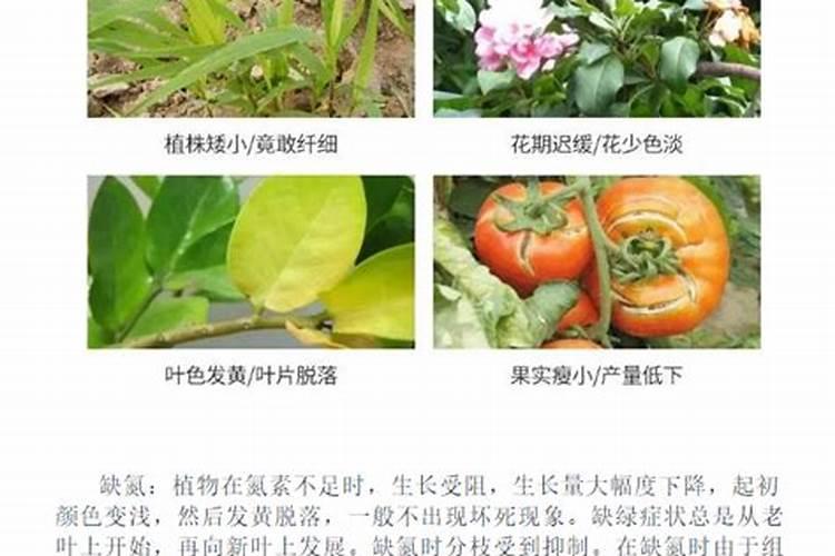 九里香不开花怎么办呢？