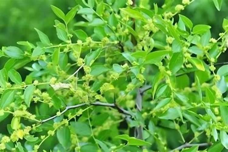 硼肥的用量、作用及使用方法