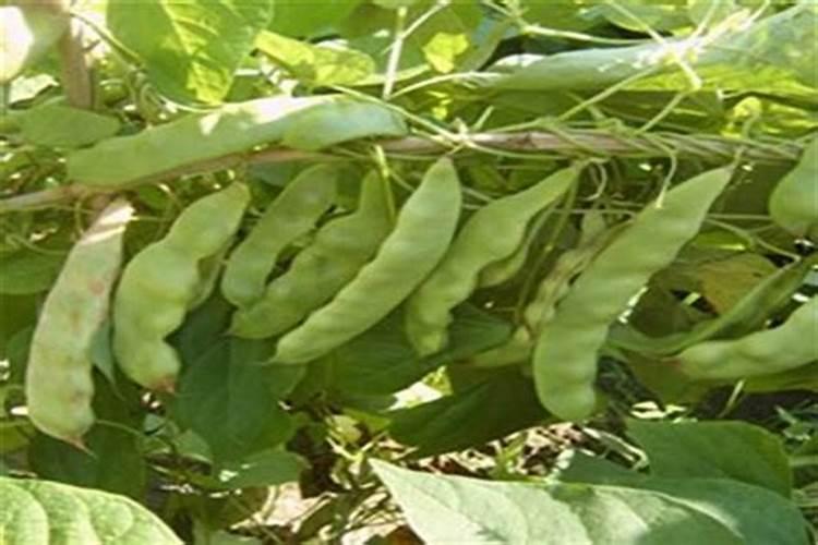 棚内种的油豆角结荚高峰期冲什么肥？