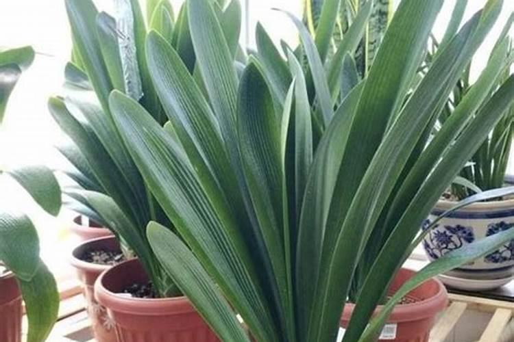 茶梅种植要点