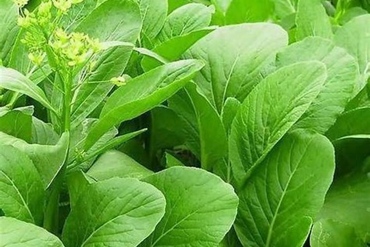 西红柿挂果期打什么叶面肥长的快？西红柿膨大期用哪些肥料好？