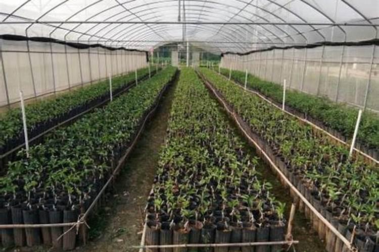 柑橘苗移栽后管理技术 柑橘怎么种植好