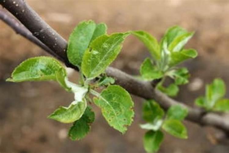 怎样给山楂树无公害施肥？