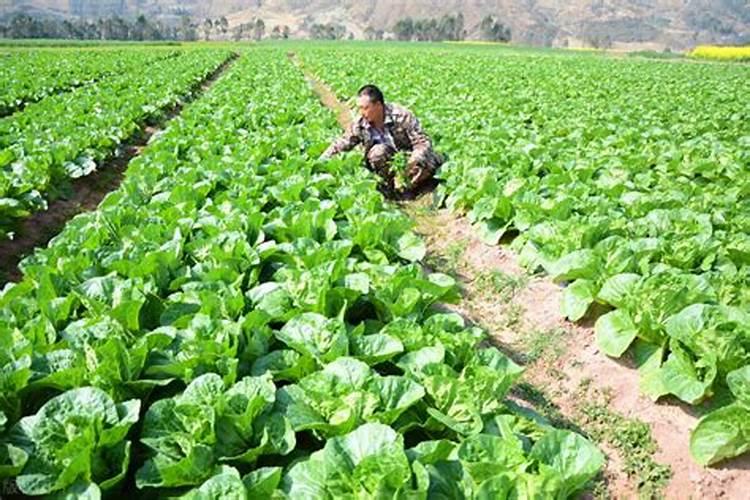 无公害草莓生产对肥料种类有什么要求？