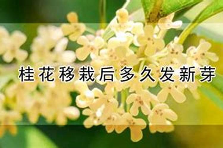 桂花树移植多久后能施肥