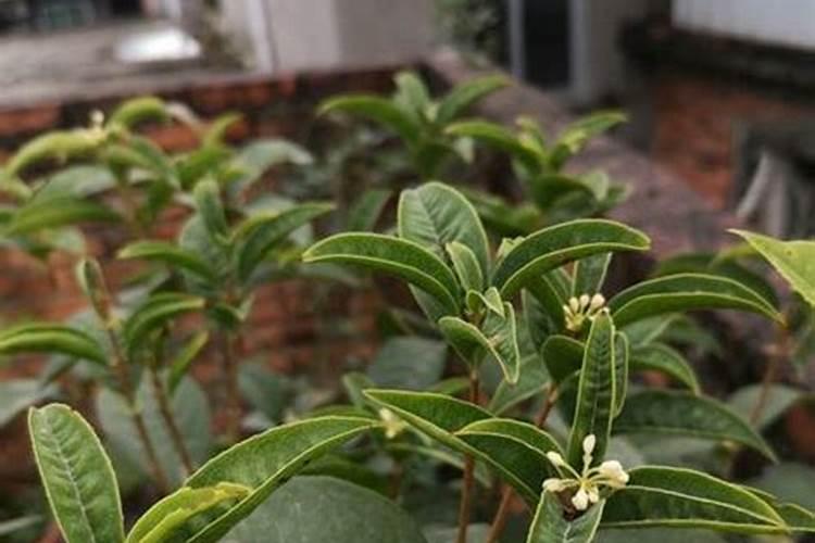 盆栽桂花可以施叶面肥吗