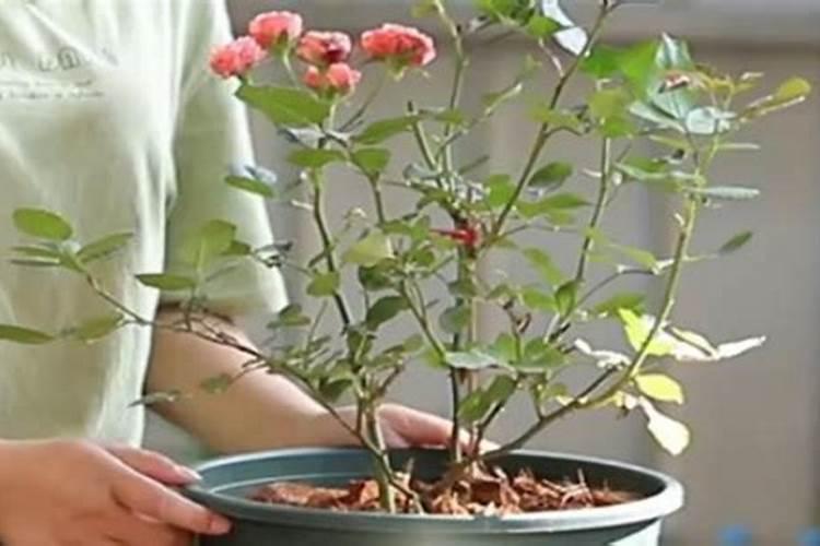 莲雾催花最快方法