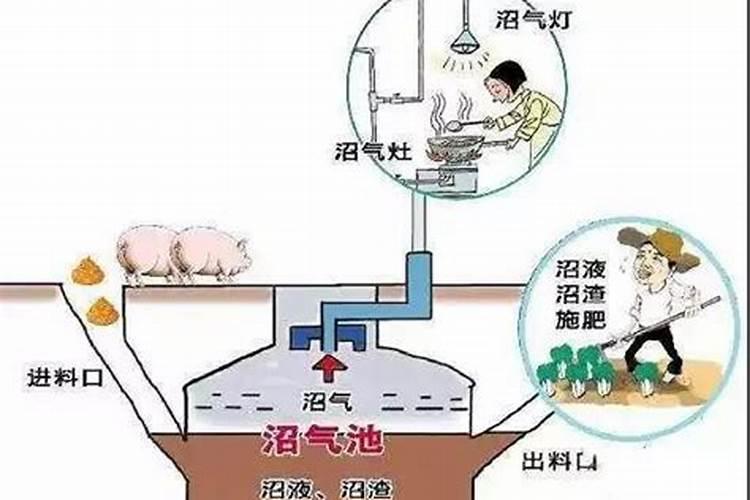 沼气水浇西红柿对根系安全吗