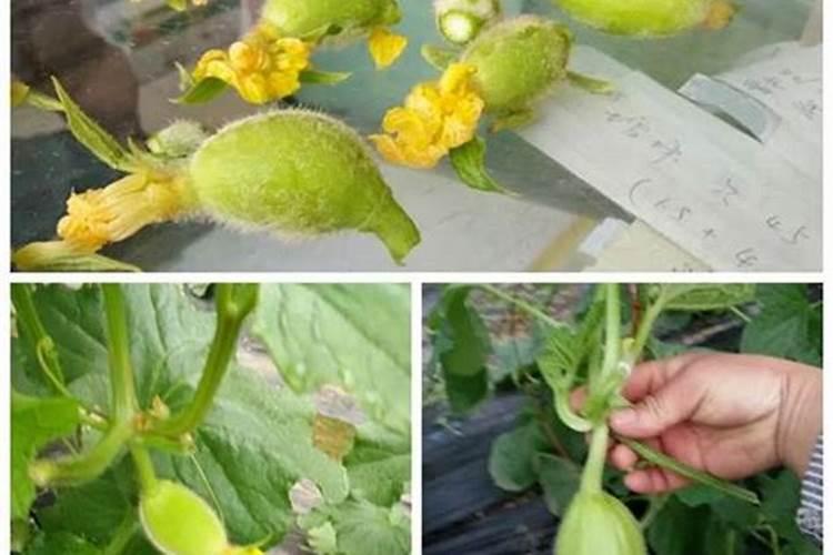 甜瓜最忌三种肥料