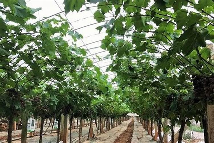 大棚夏黑葡萄萌芽期要施什么肥料？