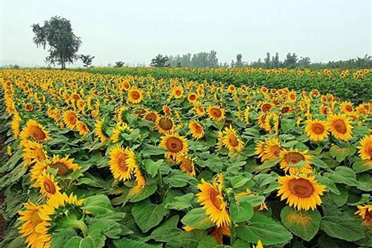 种油葵用什么肥料好