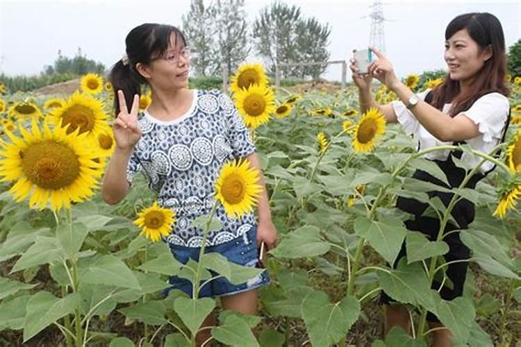 种油葵用什么肥料好