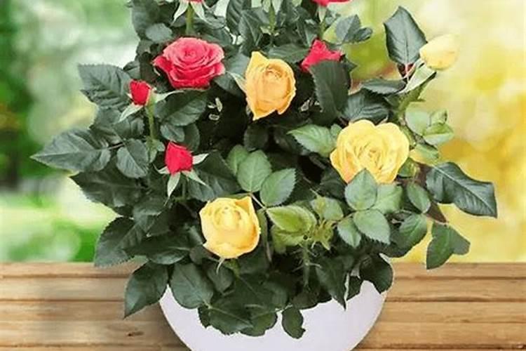 玫瑰花施肥施什么肥料
