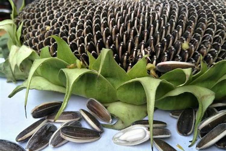 葵花皮做饲料,含有的成分检测报告？