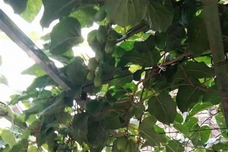 软枣猕猴桃种植技术