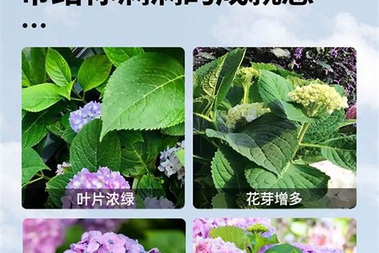 绣球花底肥放什么肥好