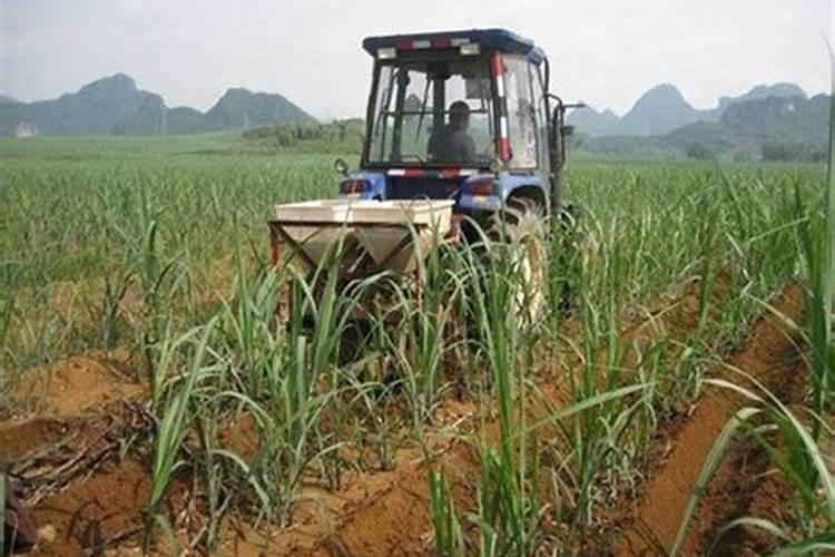 种植甘蔗用什么肥料最好
