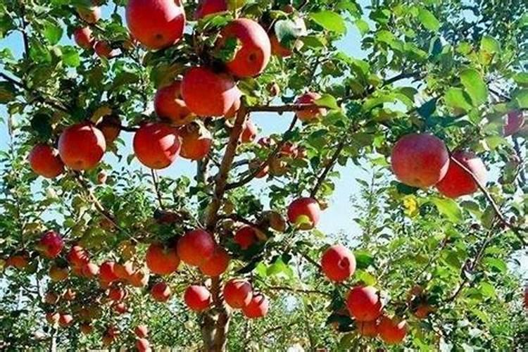 我在四月份栽的小苹果树苗,一般过长时间开始施肥,施什么肥料