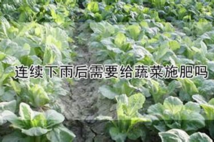 雨后的蔬菜怎么施肥