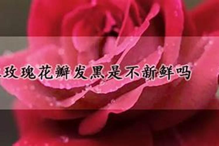 玫瑰施肥方法,用什么肥好