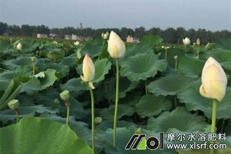 碳酸钾能做肥料吗？在其中有什么作用的？