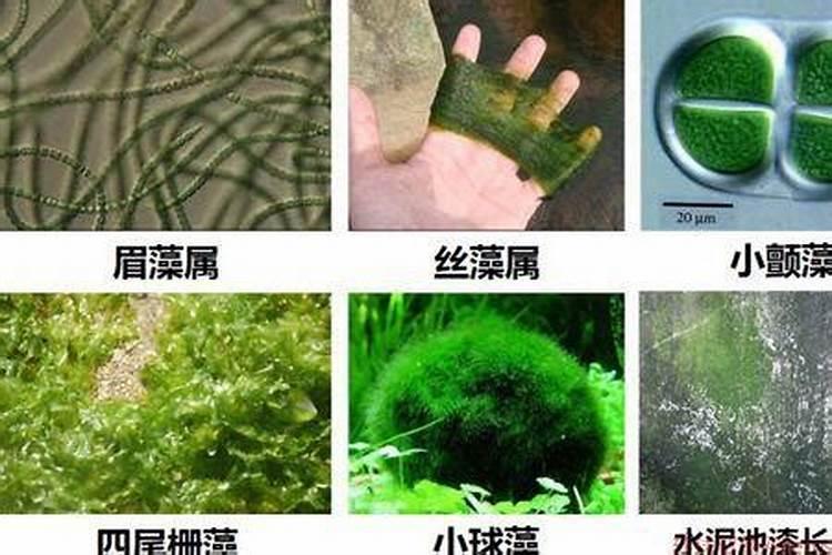 青苔最怕什么肥料？