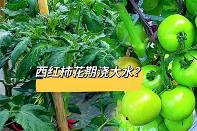 西红柿开花了可以施肥吗